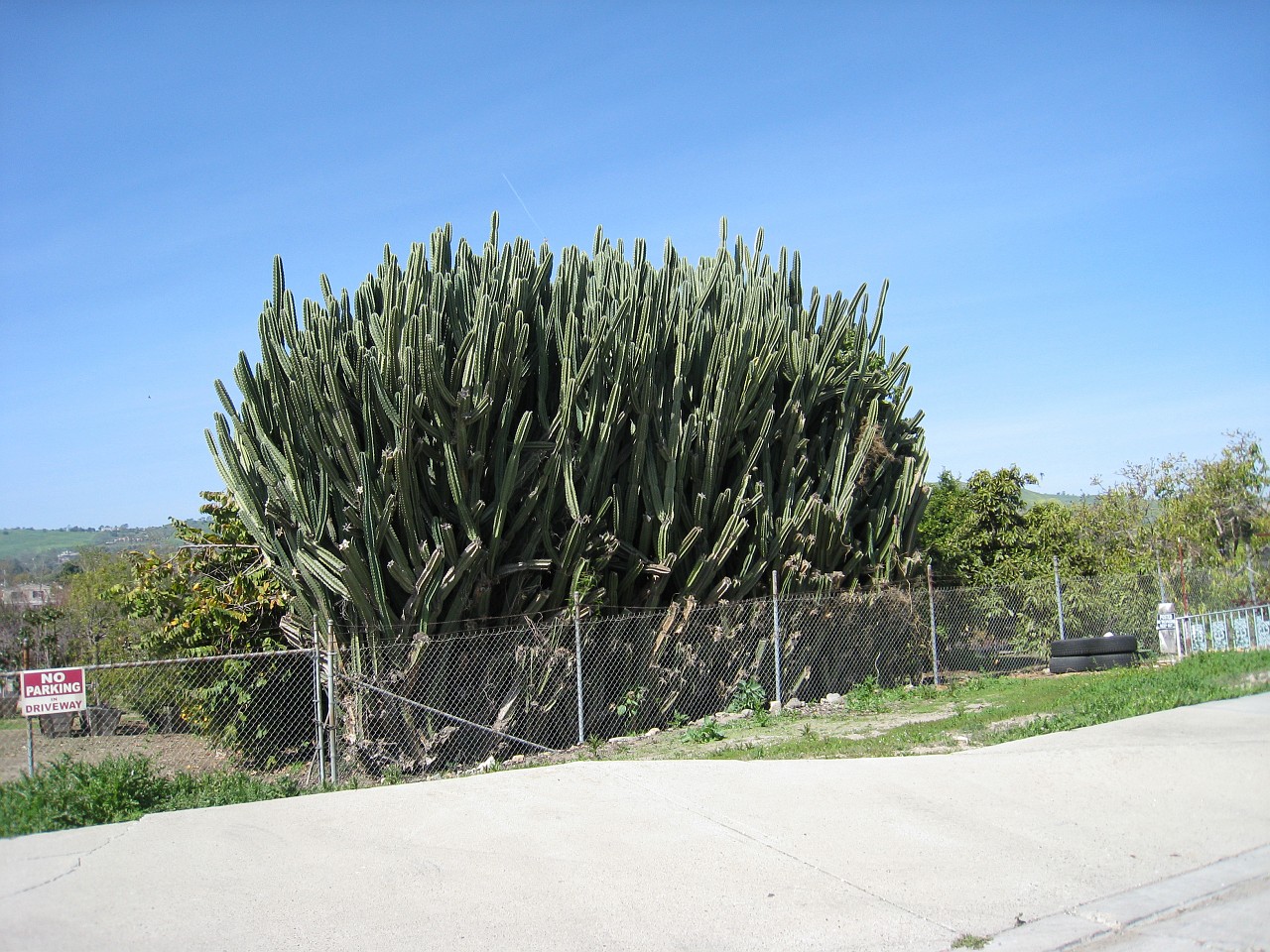 1141 California 2008-03 LA Scene.jpg - A visit to the Los Angeles California area in March of 2008. Activities ranged from Monets at the Getty, street hawkers at Venice Beach, movie look-alikes at Grauman's Chinese Theatre, to the Mission at San Juan Capistrano.